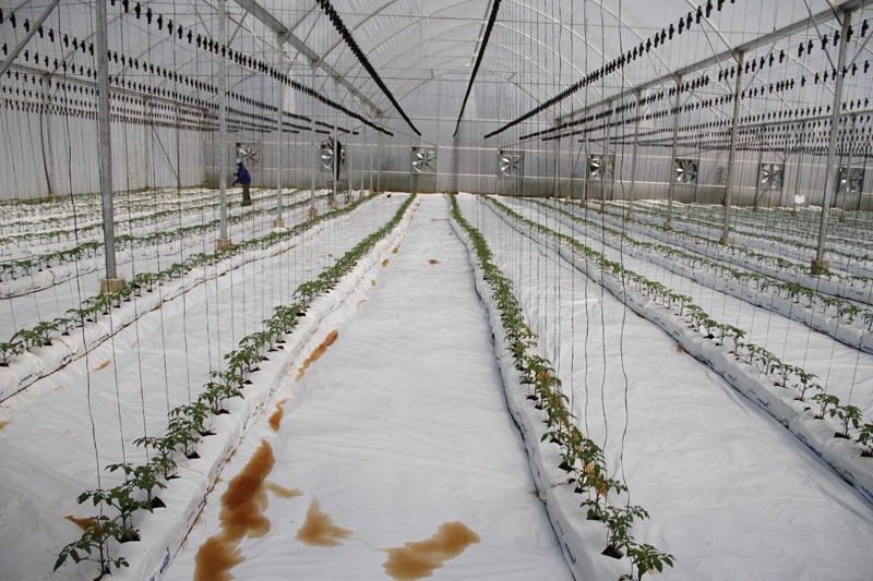 Tomatoes incubator at Glen Valley farm
