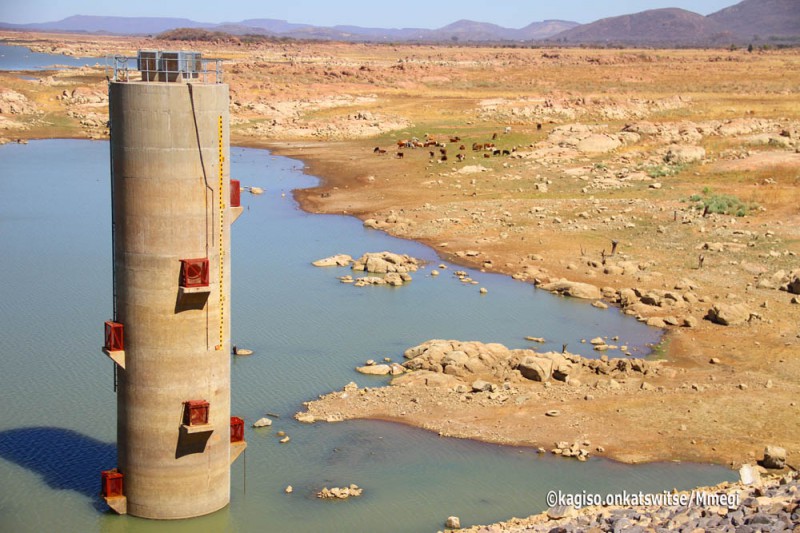 WATER HOLE - Gaborone Dam has turned into a water hole for cattle