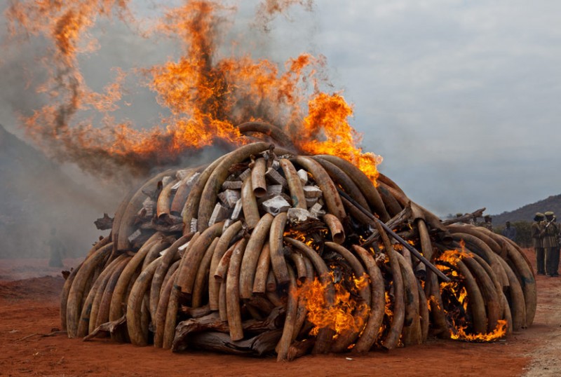 Ivory Buring Why govt won t burn illegal ivory :: Mmegi Online