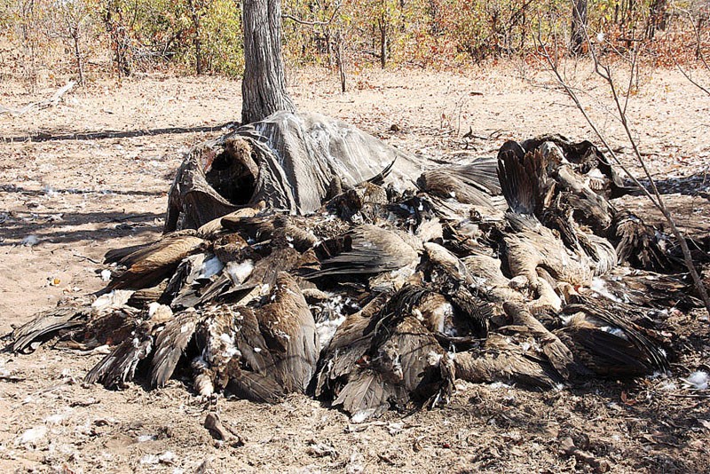 Poisoned vultures