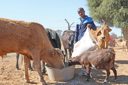 A young farmer at Llara Dikgatlhong lands attends to his livestock PIC: KAGISO ONKATSWITSE