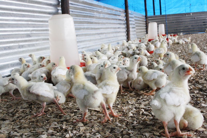 Unfair dominance: The poultry industry is dominated by a few players