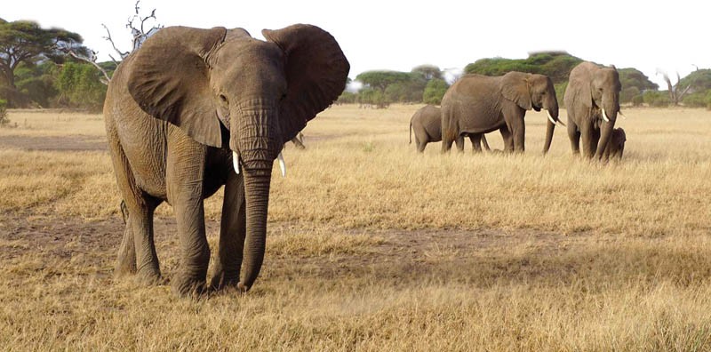 Elephants are terrorising Maitengwe