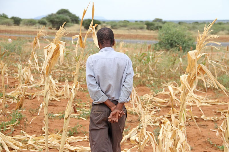 During the last season it was heartbreaks as crops wilted in the farms due to record drought