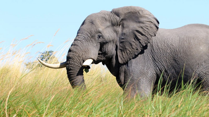 Elephant in the Okavango Delta PIC. THALEFANG CHARLES