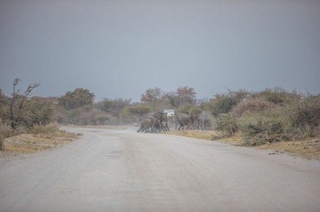 Elephants crossing the road near Gunotsoga PIC: THALEFANG CHARLES