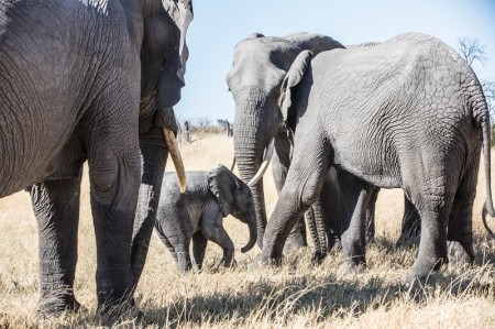 A hunting ban review and elephant action are both in motion PIC: THALEFANG CHARLES