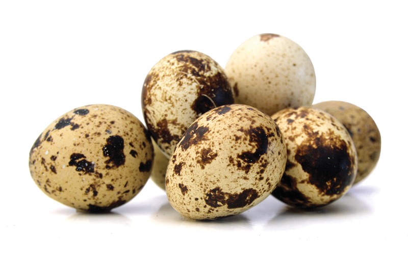 Quail eggs treatment for BP, diabetes Mmegi Online