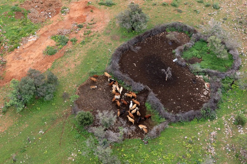 Ramatlabama farmers hit by cross border cattle rustling :: Mmegi Online