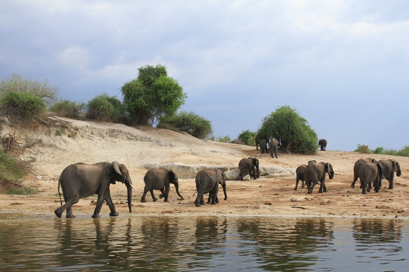 Elephants at Chobe River PIC. THALEFANG CHARLES