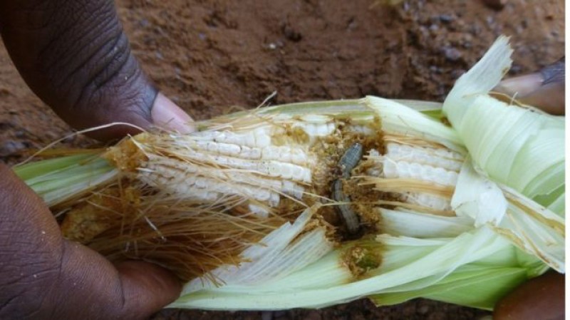 Fall anyworm poses serious threat to food security