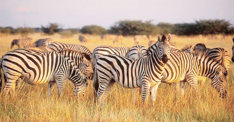 Game ranching: An alternative and highly productive form of resource ...