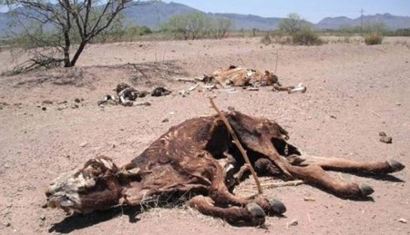 Cattle have begun dying in parts of the country PIC: FILE PIC
