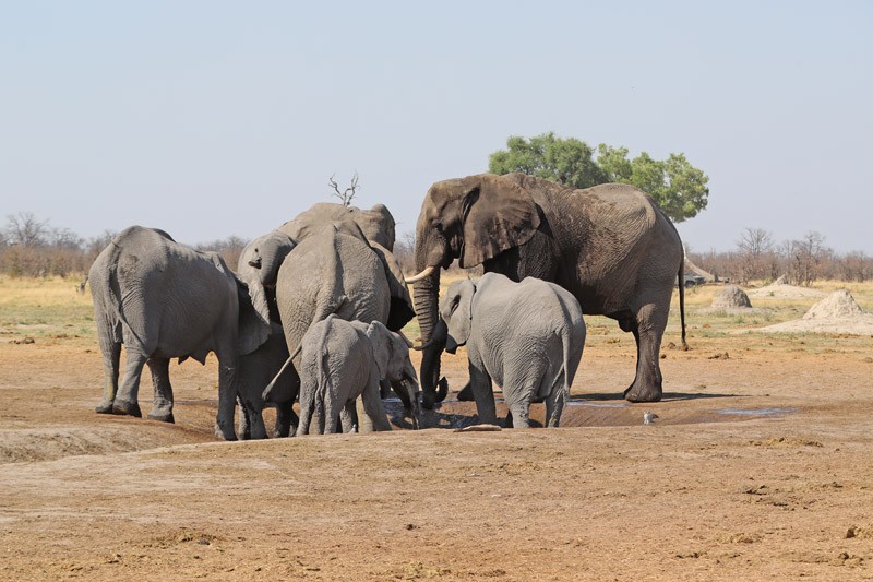 Elephants drinking from a borehole PIC:THALEFANG CHARLES