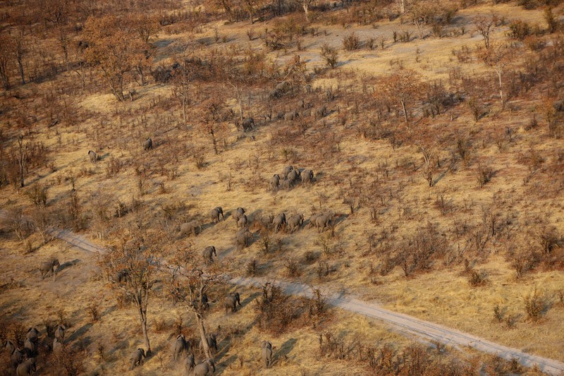 The overpopulation is weighing on the Chobe area's biodiversity PIC: THALEFANG CHARLES
