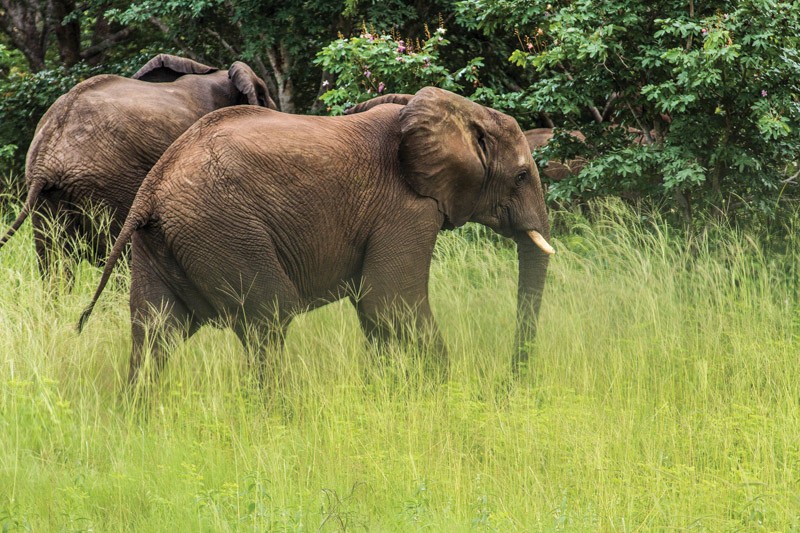 Elephants at Chobe National Park PIC: KEOAGILE BONANG