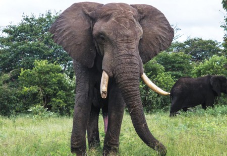 Elephants from Chobe National Park PIC. KEOAGILE BONANG