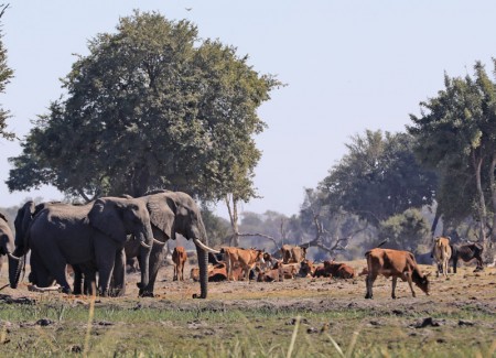 Wildlife and communal agriculture fight for space in areas such as Seronga. PIC: Thalefang Charles
