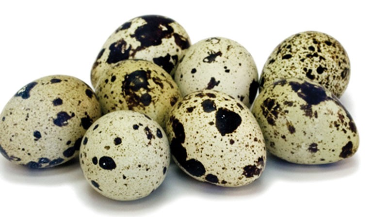 Quail eggs