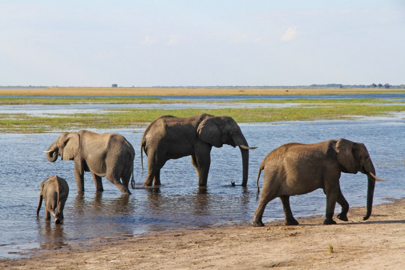 Elephants PIC. THALEFANG CHARLES