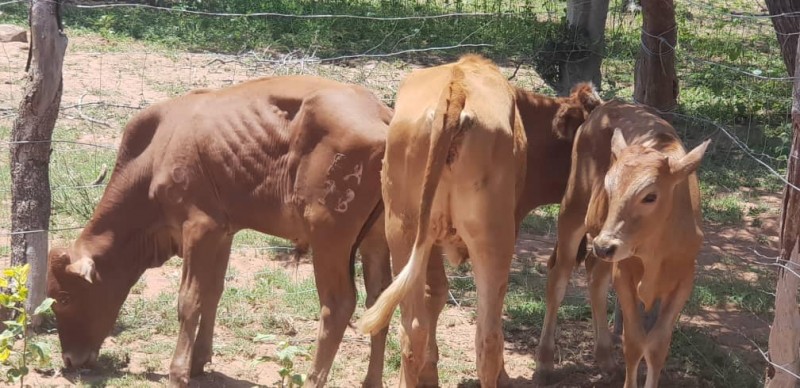 Stolen cattle PIC: BOTSWANA POLICE