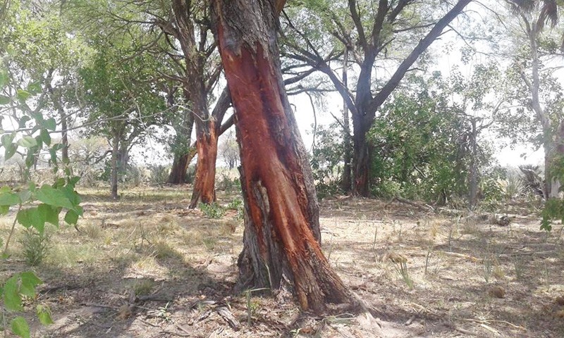 An elephant damaged tree in the Okavango PIC: RONNIE CROUSE