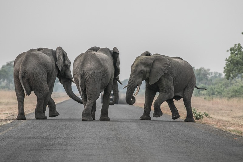 Elephant management is a major debate in Southern Africa PIC: THALEFANG CHARLES