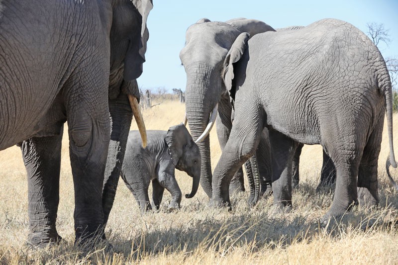 Elephants. PIC: THALEFANG CHARLES