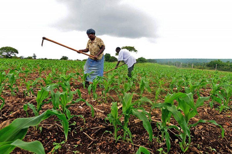 From the soil: Local farmers expect better harvests this year