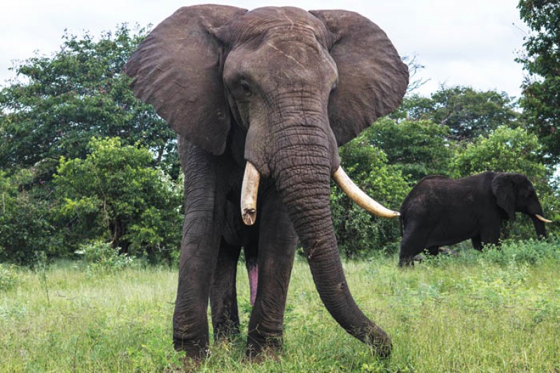 Hot debate: The conservation of Africau00e2u20acu2122s wildlife has become a global issue PIC: KEOAGILE BONANG