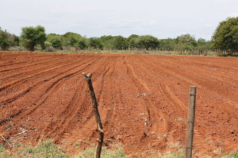 Soils of hope: Agriculture offers opportunities for youth, but barriers remain. PIC: PHATSIMO KAPENG